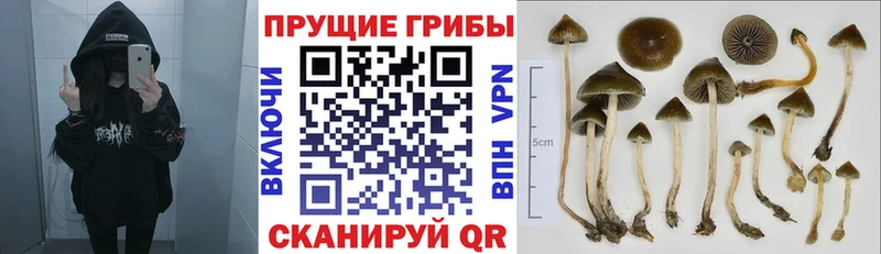 Галлюциногенные грибы Magic Shrooms Сосенский